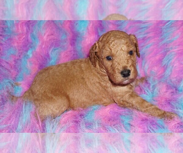 Medium Photo #2 Miniature Labradoodle Puppy For Sale in LA HABRA, CA, USA