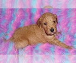 Small #1 Miniature Labradoodle