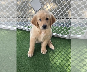 Golden Retriever Puppy for sale in RICHMOND, TX, USA
