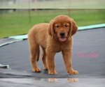 Small Photo #2 Golden Retriever Puppy For Sale in KEMP, TX, USA