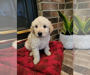 Goldendoodle Puppy for sale in OSTRANDER, MN, USA