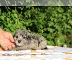 Small #21 Poodle (Toy)