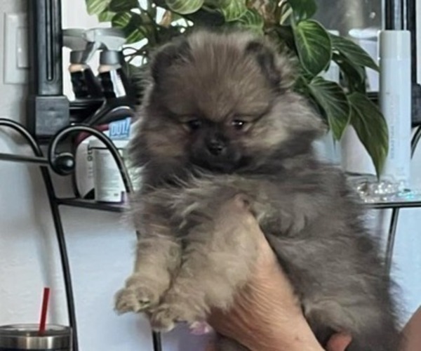 Medium Photo #8 Pomeranian Puppy For Sale in MENIFEE, CA, USA