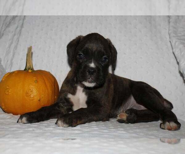 Medium Photo #5 Boxer Puppy For Sale in SHIPSHEWANA, IN, USA