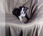 Small Photo #8 Boston Terrier Puppy For Sale in LOUISVILLE, KY, USA
