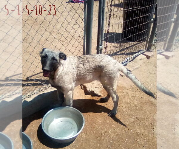 Medium Photo #10 German Shepherd Dog-Unknown Mix Puppy For Sale in Apple Valley, CA, USA