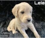 Small Photo #26 Goldendoodle Puppy For Sale in COLONIAL HEIGHTS, TN, USA
