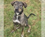 Small #8 German Shepherd Dog-Vizsla Mix