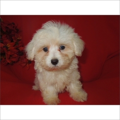 Maltese-Poodle (Toy) Mix Puppy for sale in TUCSON, AZ, USA
