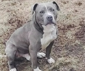 Father of the American Pit Bull Terrier puppies born on 10/30/2025