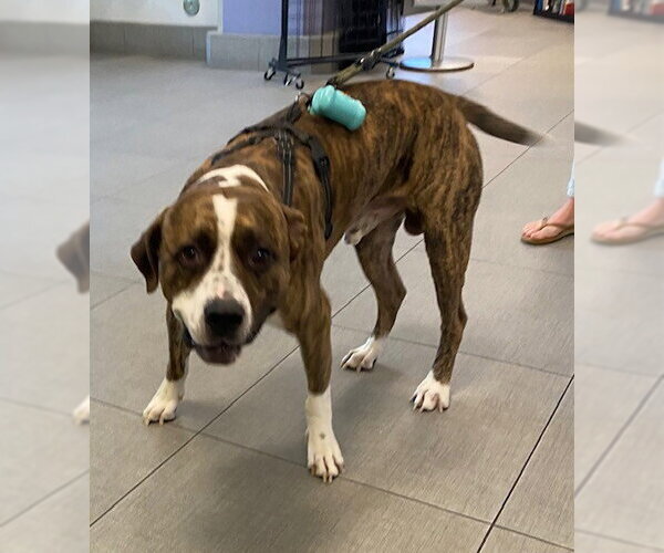 Medium Photo #1 Mutt Puppy For Sale in Rancho Cucamonga, CA, USA