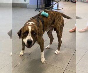 Mutt Dogs for adoption in Rancho Cucamonga, CA, USA