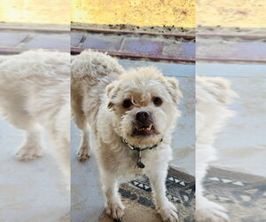 Sparky - Male Shih-Poo Dog for Adoption - Photo #3