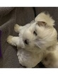 Small Photo #3 Maltese Puppy For Sale in LEXINGTON, KY, USA