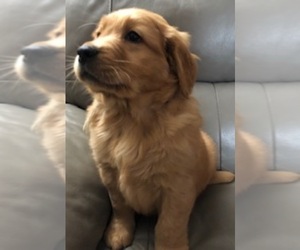 Golden Retriever Puppy for sale in SANTA ANA, CA, USA