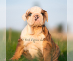 Small #1 Bulldog