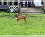 Small #8 Mutt