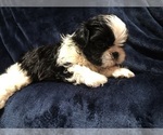 Small #7 Shih Tzu