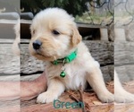 Small Photo #19 Golden Retriever Puppy For Sale in CHINO HILLS, CA, USA