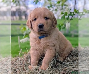 Medium Golden Retriever
