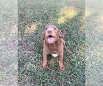 Small #1 Labradoodle