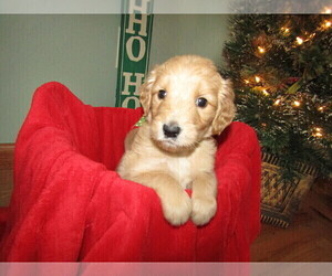 Goldendoodle Puppy for sale in SOUTH BEND, IN, USA