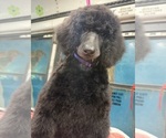 Puppy 7 Poodle (Standard)