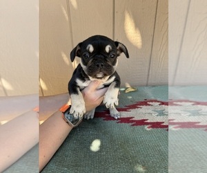 French Bulldog Puppy for sale in MADERA, CA, USA