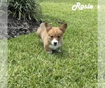 Puppy Rosie Pembroke Welsh Corgi