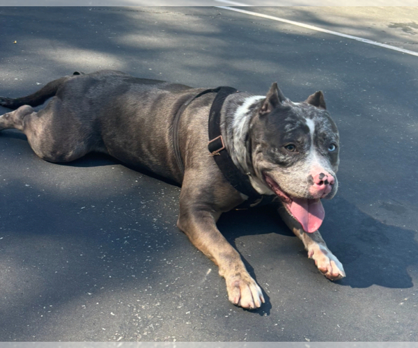 Medium Photo #1 American Bully Puppy For Sale in SEVERN, MD, USA