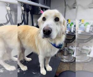 Great Pyrenees-Unknown Mix Dogs for adoption in Evansville, IN, USA