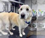 Small Great Pyrenees Mix