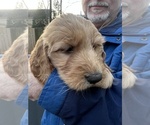 Small Photo #2 Goldendoodle Puppy For Sale in WAKE FOREST, NC, USA
