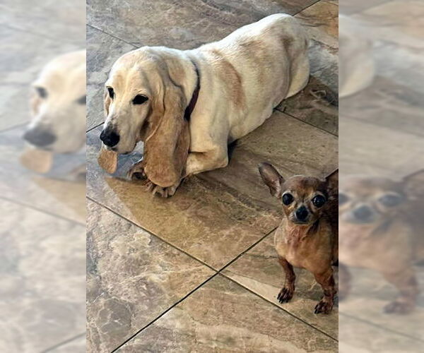 Medium Photo #3 Basset Hound Puppy For Sale in Deepwater, NJ, USA