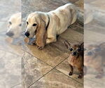 Small #2 Basset Hound