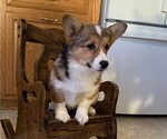 Small #1 Pembroke Welsh Corgi