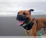Small #1 American Pit Bull Terrier Mix