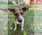 Small #1 Mutt