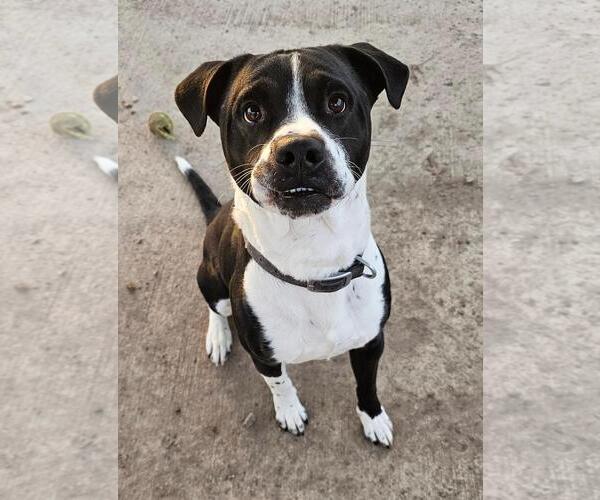 Medium Photo #1 Mutt Puppy For Sale in DuQuoin, IL, USA