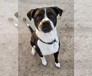 Mutt Dogs for adoption in DuQuoin, IL, USA