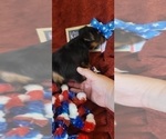 Small #12 Yorkshire Terrier