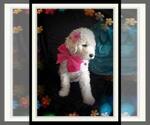 Small Photo #180 Sheepadoodle Puppy For Sale in RIALTO, CA, USA