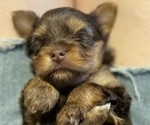 Small #4 Yorkshire Terrier