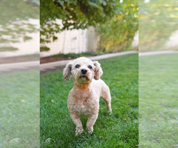 Medium Photo #1 Dachshund-Unknown Mix Puppy For Sale in Sandy, UT, USA