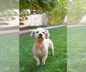 Dachshund-Unknown Mix Dogs for adoption in Sandy, UT, USA