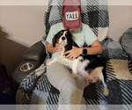 Small Photo #1 Cavalier King Charles Spaniel Puppy For Sale in STATE LINE, MS, USA