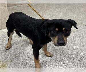 Black and Tan Coonhound-Unknown Mix Dogs for adoption in Conroe, TX, USA