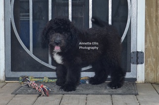 Saint Berdoodle Puppy for sale in MILLERSBURG, IN, USA