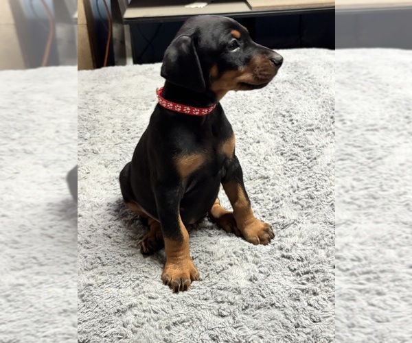 Medium Photo #1 Doberman Pinscher Puppy For Sale in TAYLOR, MI, USA