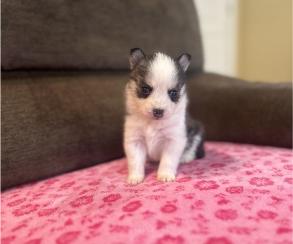 Medium Photo #3 Pomsky Puppy For Sale in DRACUT, MA, USA
